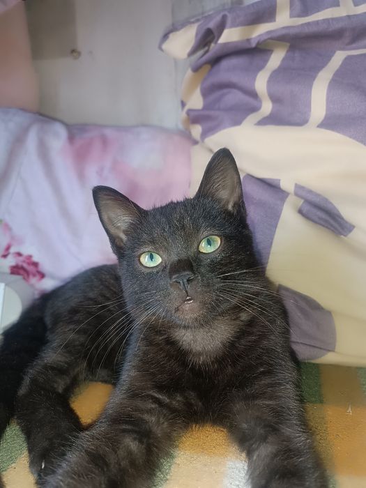 Котята мышеловы .