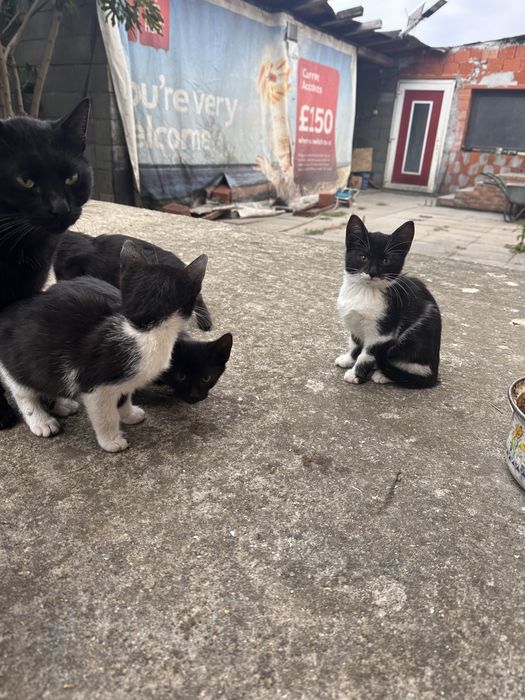 Donez pisici 2 negre si 2 alb cu negru