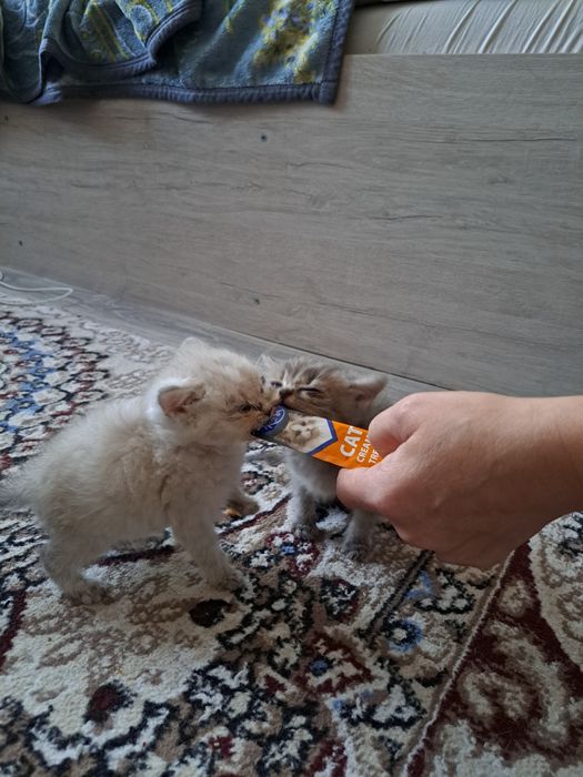 Продаются котята