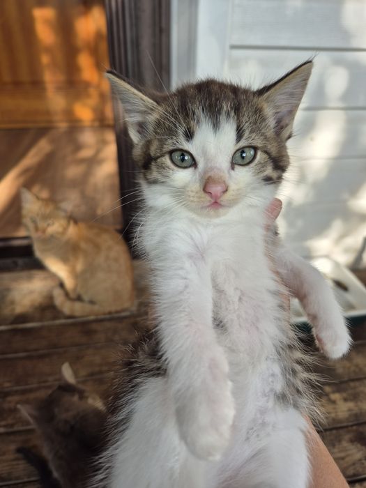 Отдам котят в хорошие,  заботливые руки!