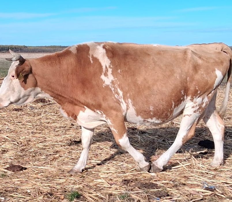 Vând sau schimb vaci și utilaje cu viței mici!