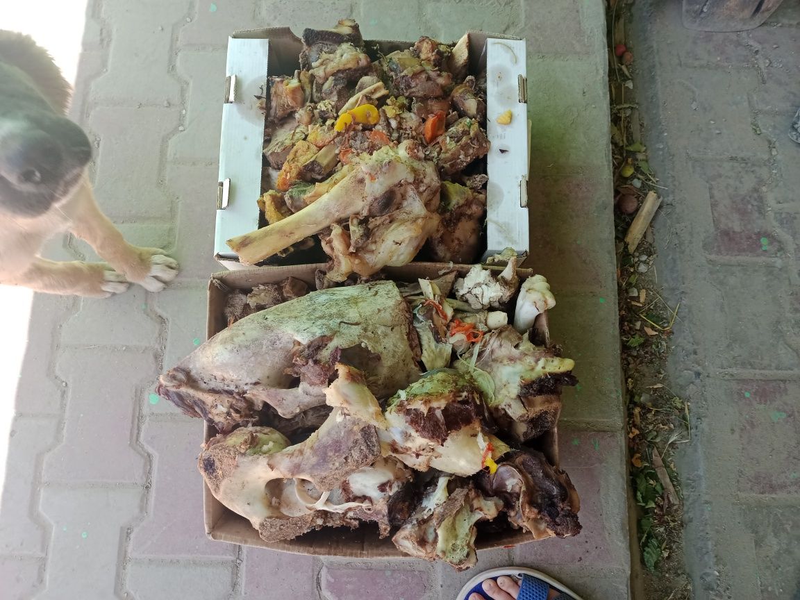 еда для собак из ресторана.кости мясо и тд