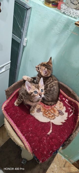 Бенгальские котята