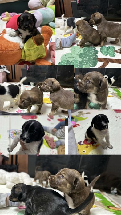 Щенки в добрые руки!