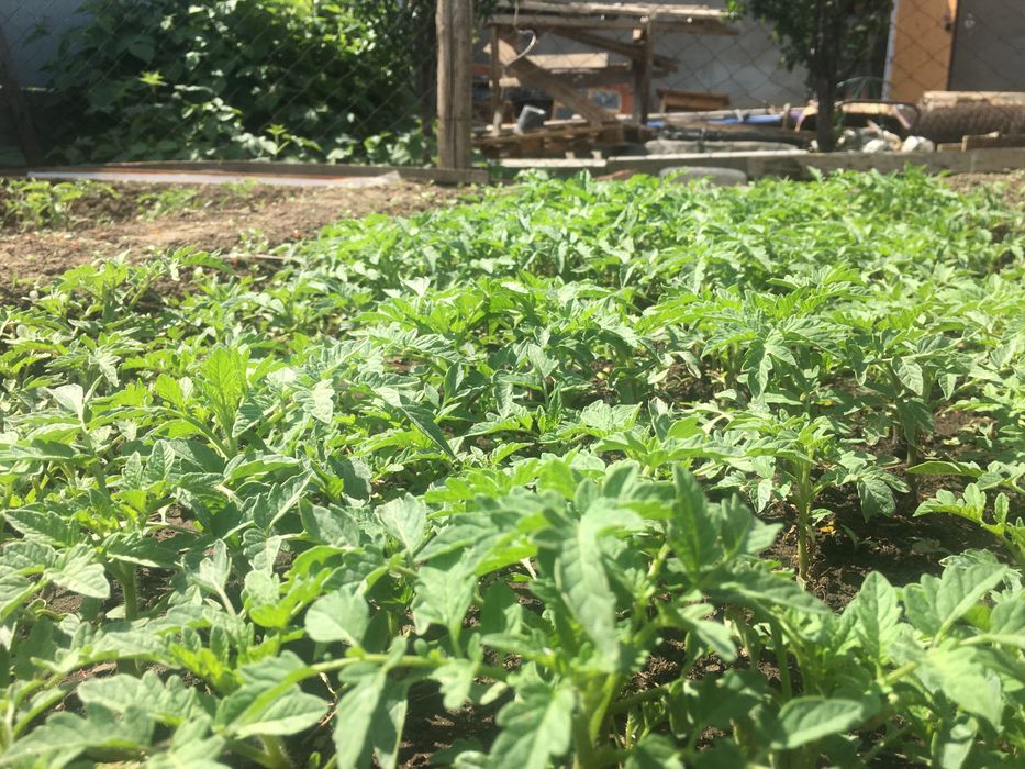Продам Рассаду помидор баклажан сладкий перец
