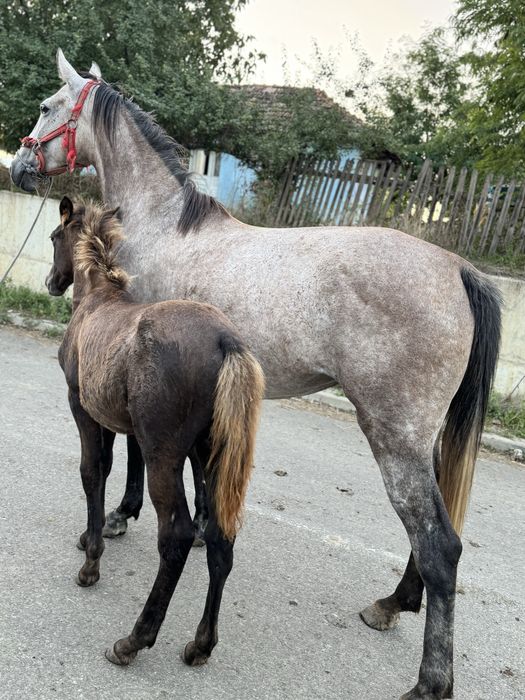 De vanzare ! Iapa lipițană cu tot cu mănză