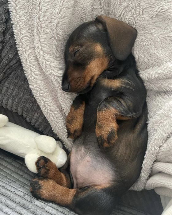 Teckel pitic 1300 lei