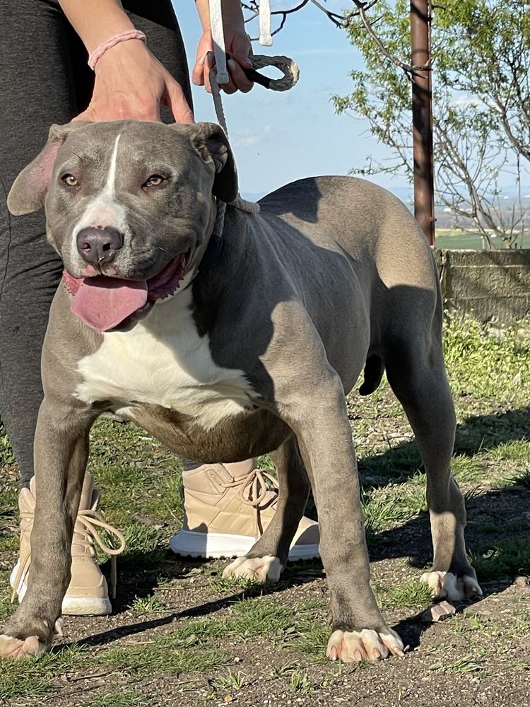 Американски син питбул /American pitbull blue nose