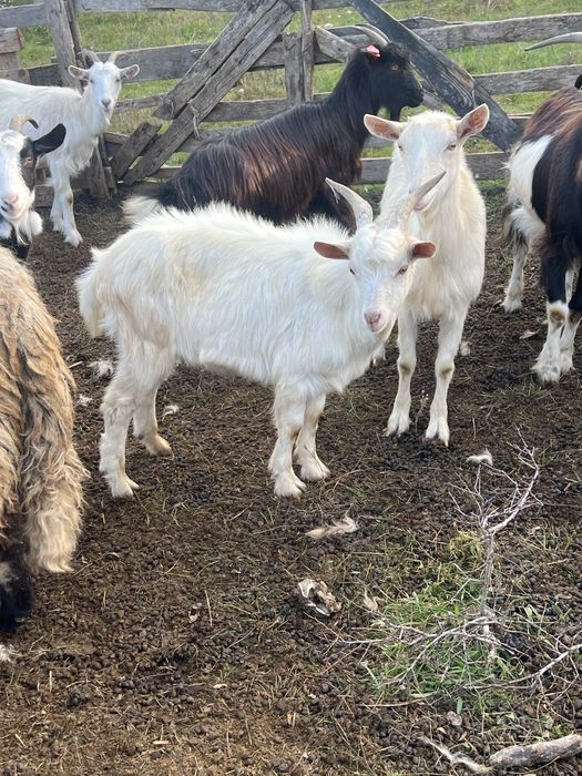 Vand tapi de tinut sau de taiat