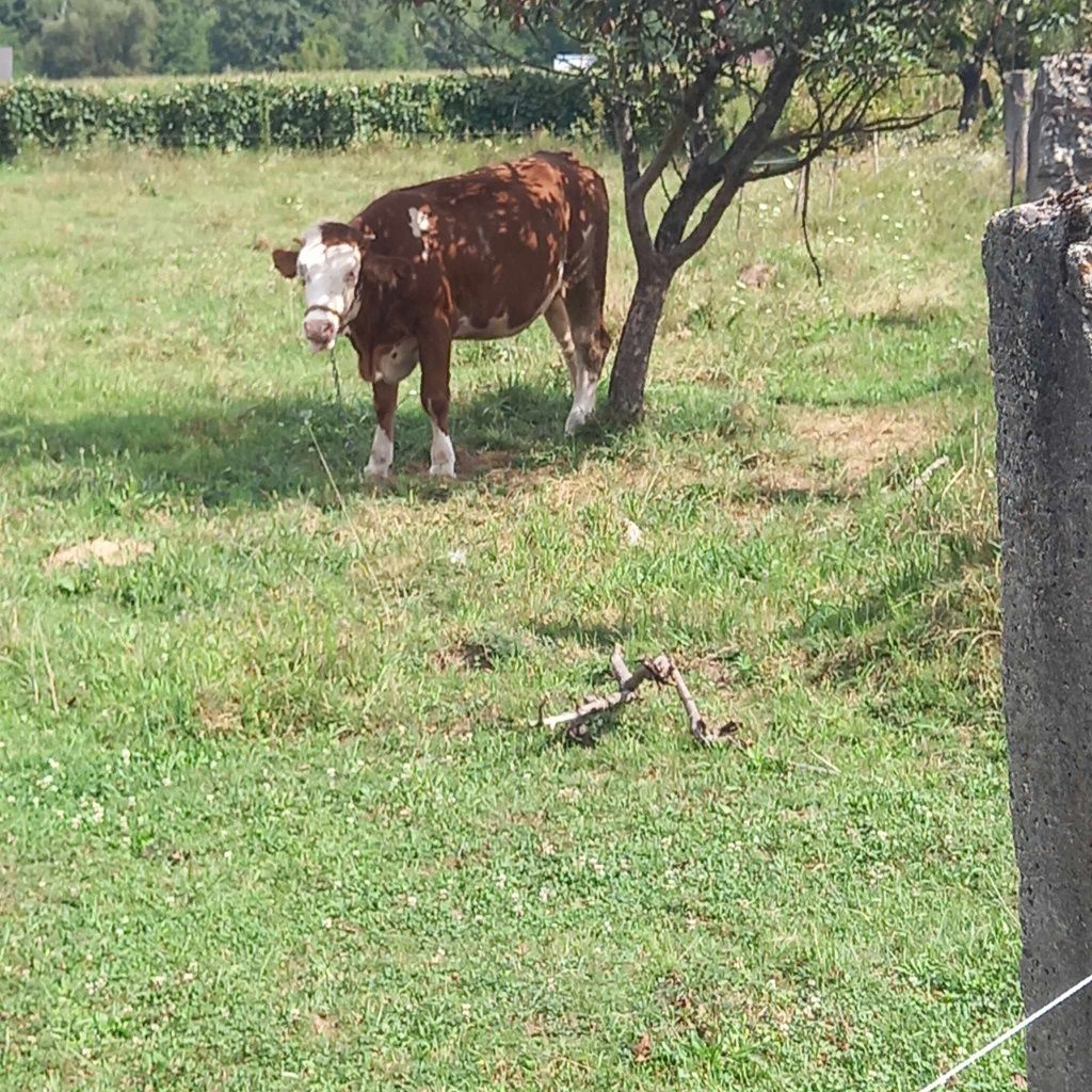 Vând juninca însămânțata de doua luni Bălțata Austriacă.
