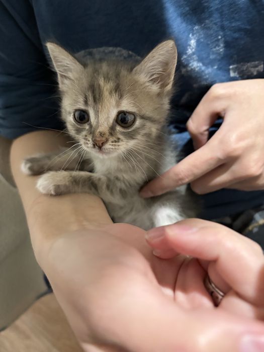 Две девочки котята