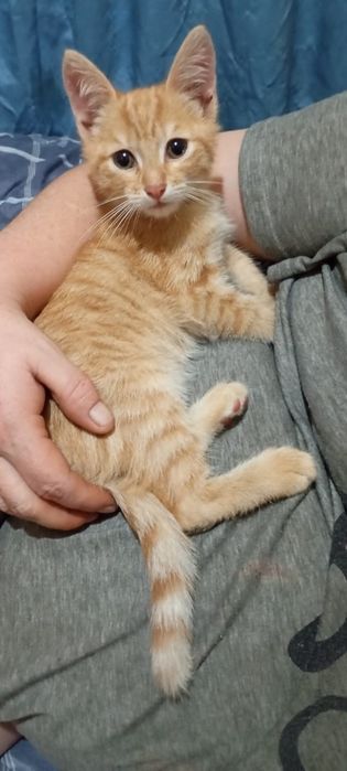 Отдам бесплатно в добрые руки, рыжиго котенка мальчик