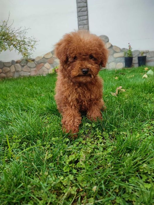 Пудел Той/Poodle Toy