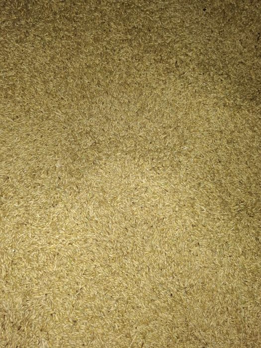 Vând samanta de orz de toamna