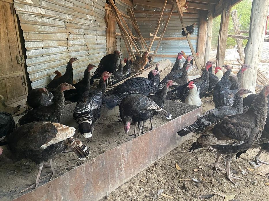 Продаются мясо домашней птицы