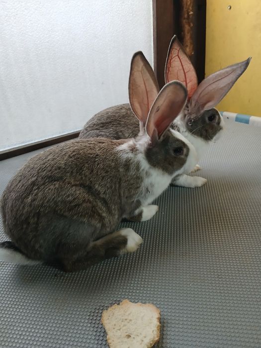 Hycole francez masculi și femele