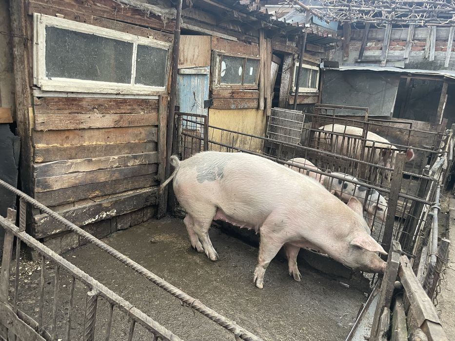 Прасета ………………..