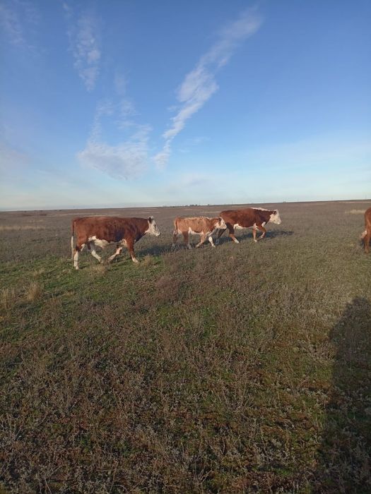 1.5 жастык букалар