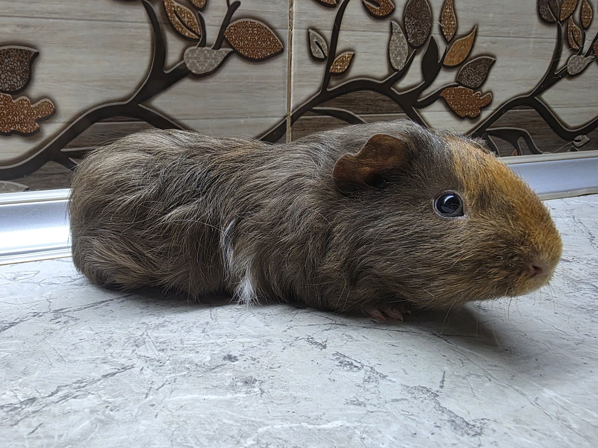 Продаётся морская свинка, мальчик