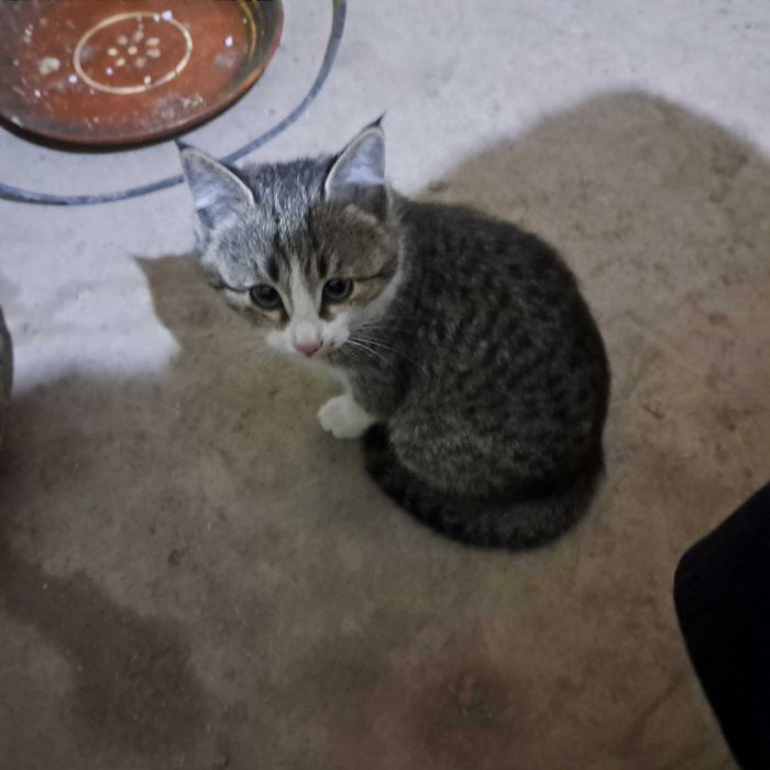 Отдается в добрые руки