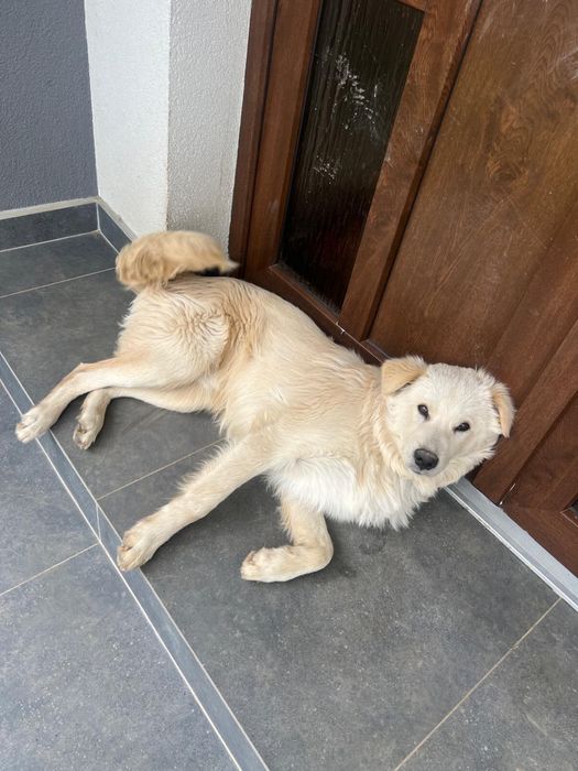 Donez Caine Metis 8 Luni