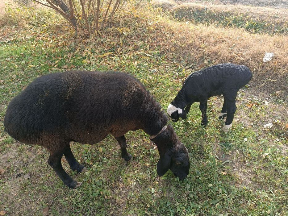 Ona bola qõy sotladi