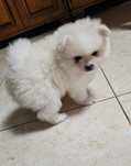 Pomeranian spzit mini