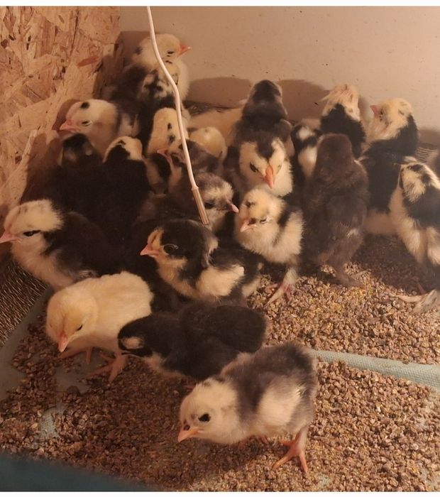 Японский Цветной Карлик Тауық балапандары