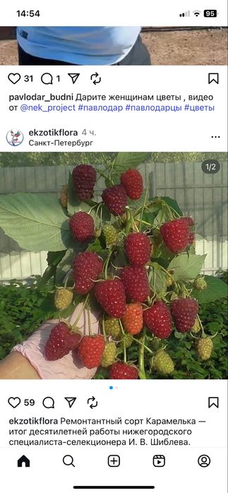Саженцы малины карамелька