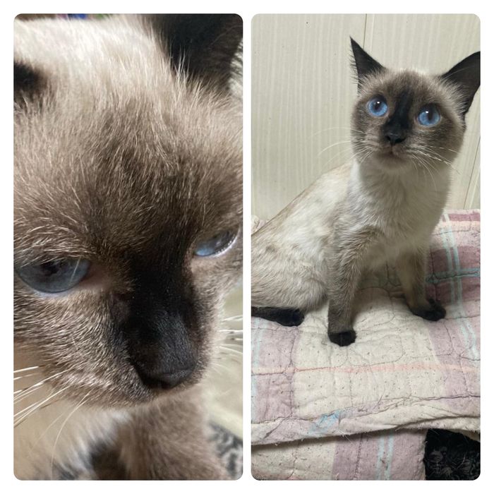 Кошка Котенок стерильная поисках дома ! Костанай ! Привезем !