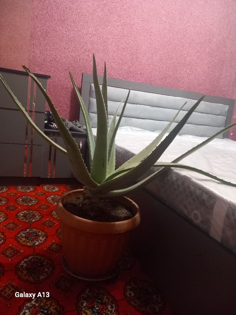 7 yillik aloe guli