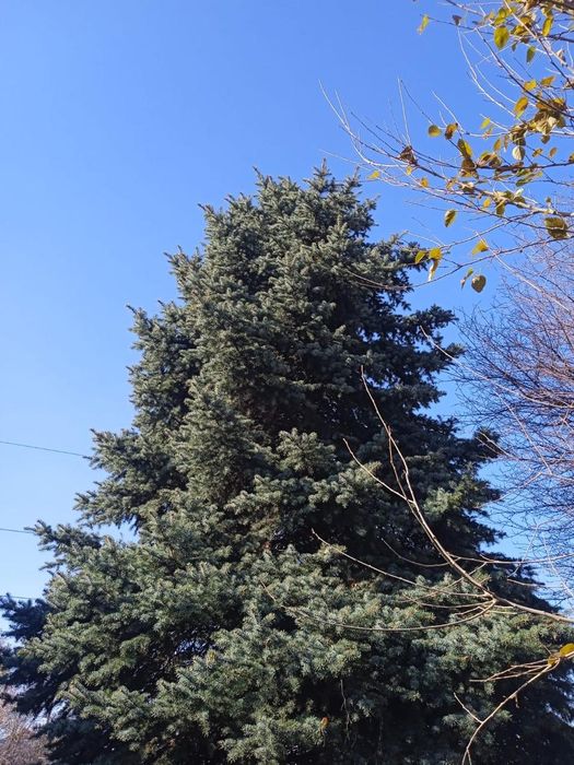 Продается Ёлки пышные длинные, хороший формы