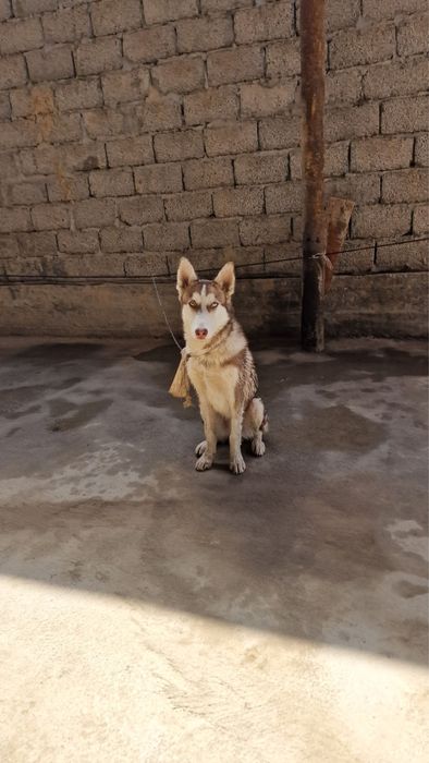 Продаётся собака парода Husky.