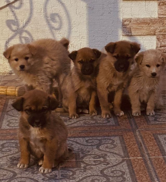 Отдам 6 щенят бесплатно