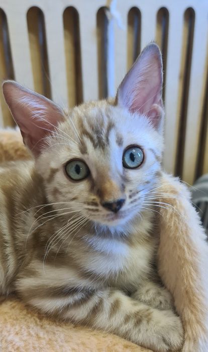 Бронь на Элитных бенгалов!