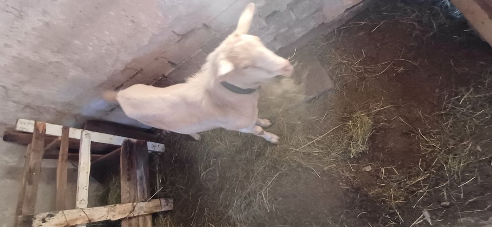 Vând 3 capre gestante și un țap sannen