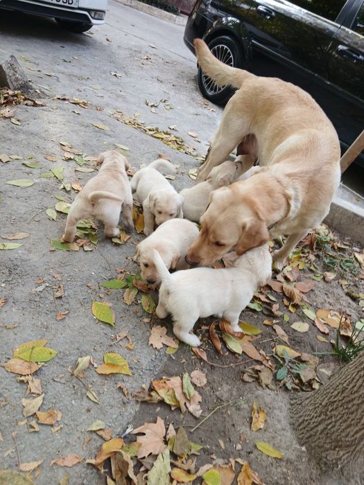 Продаются щенки лабрадора