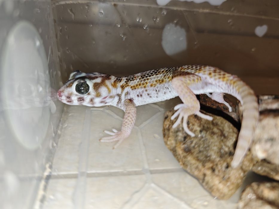 Геккон сцинковый с контейнером