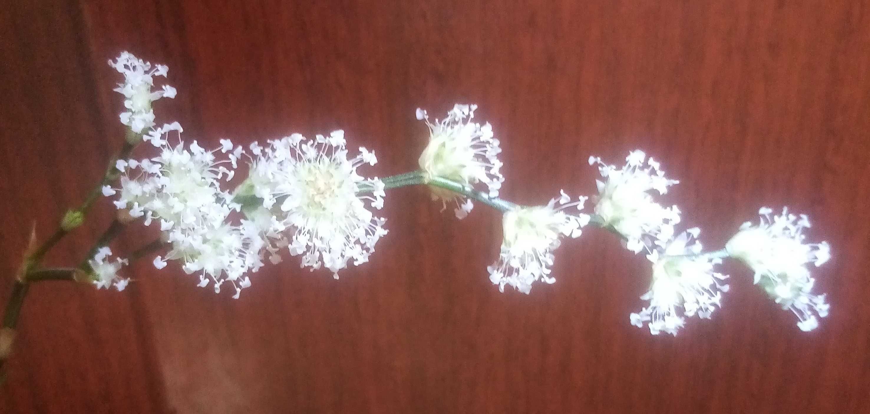 Продам. Золотой ус / Кализия. Лечебное растение - домашний женьшень.