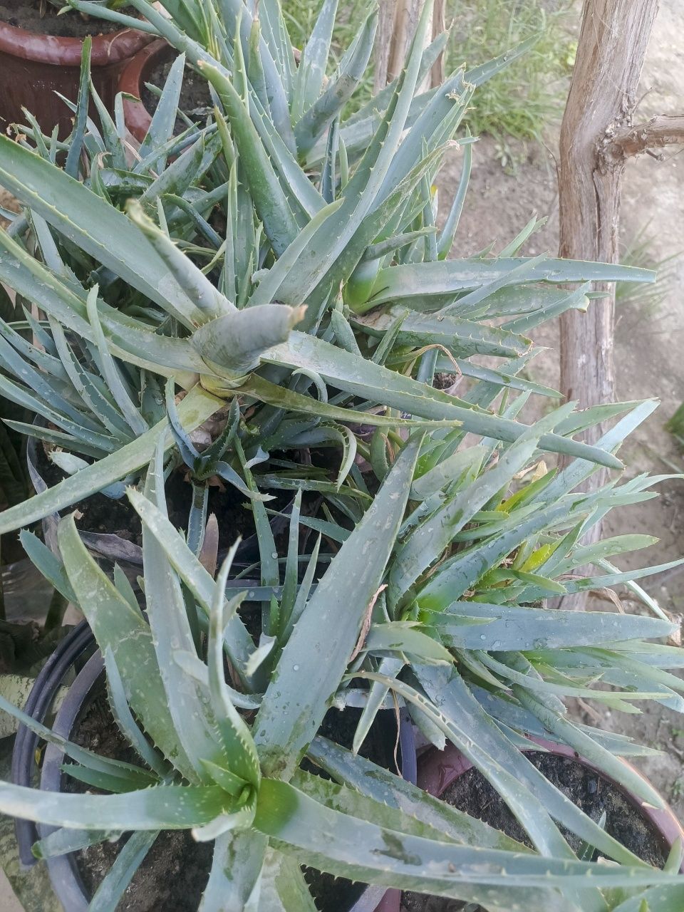Aloy gullari sotiladi