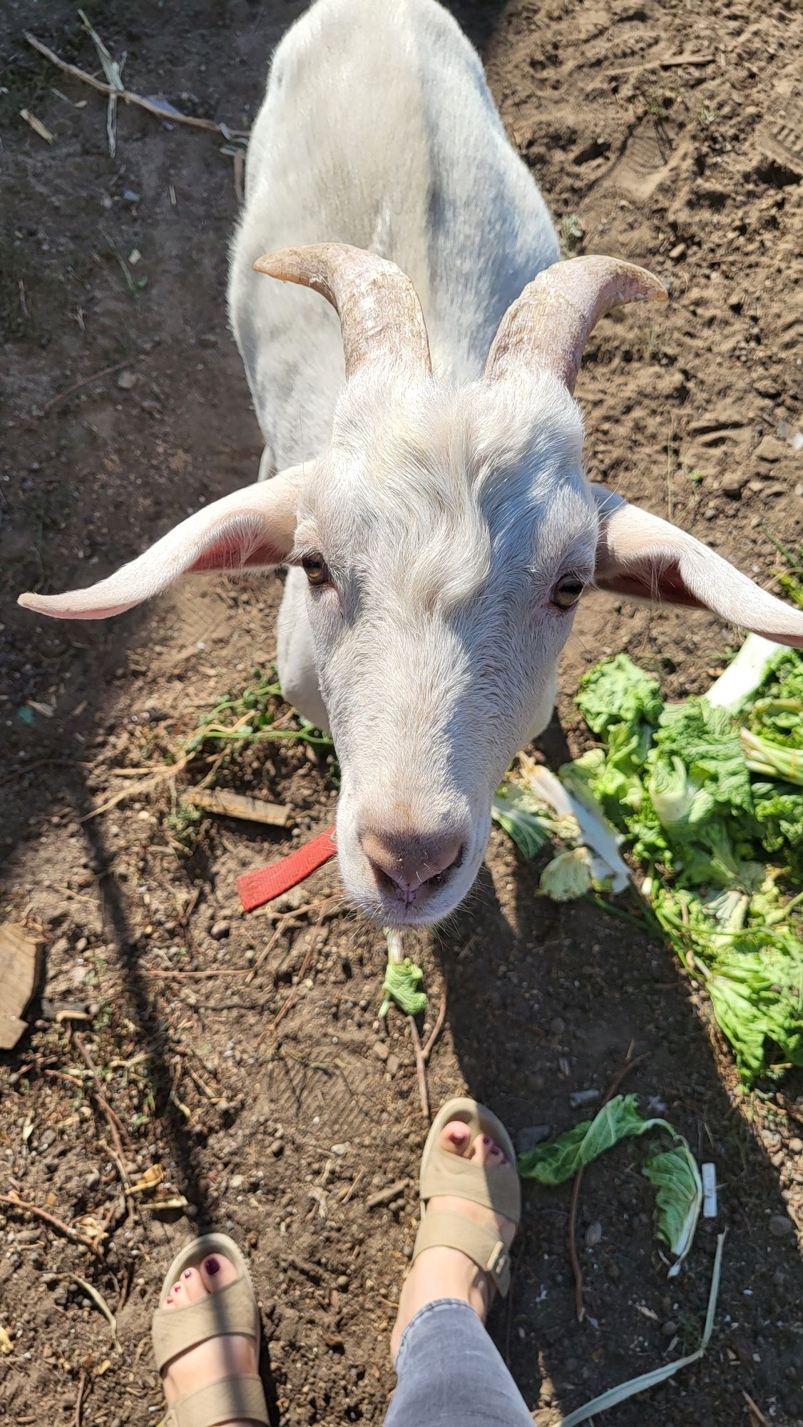 Продам козла ,англо-нубийская  порода