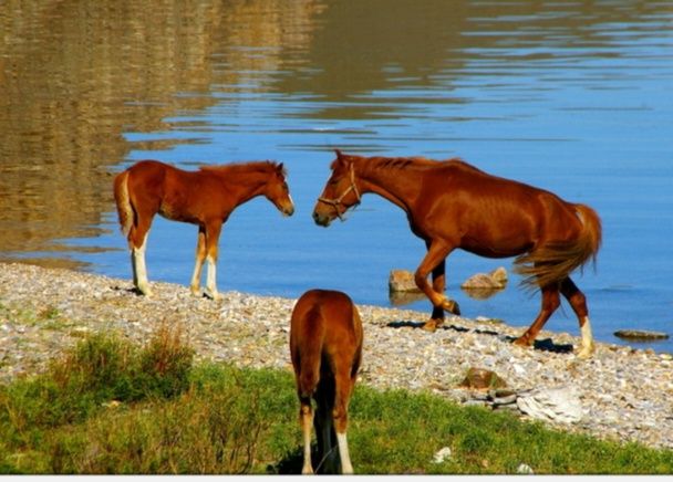 Продается жеребец (құлын)