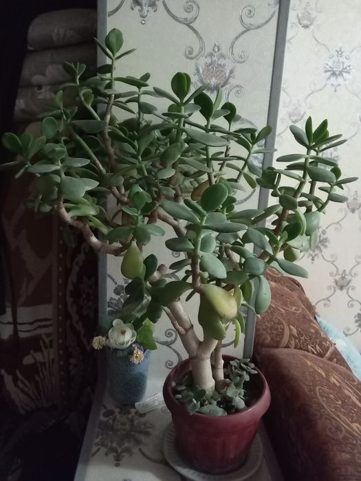 Dollor gul va yana bitta gul 2lasi xam juda ham chiroyli