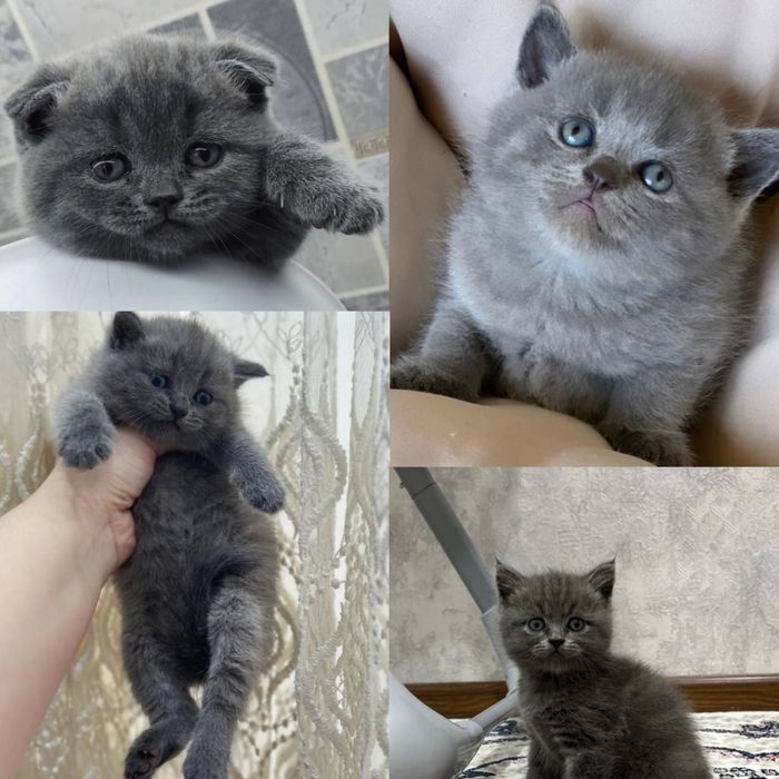Продаются скотиш фолд и скотиш страйт от правильной вязки