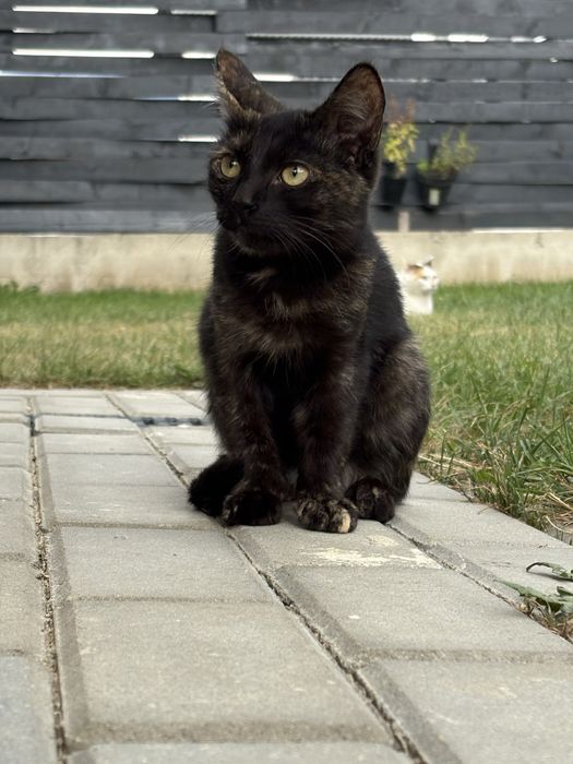 Pic si Poc isi cauta casuta - pisoi spre adoptie
