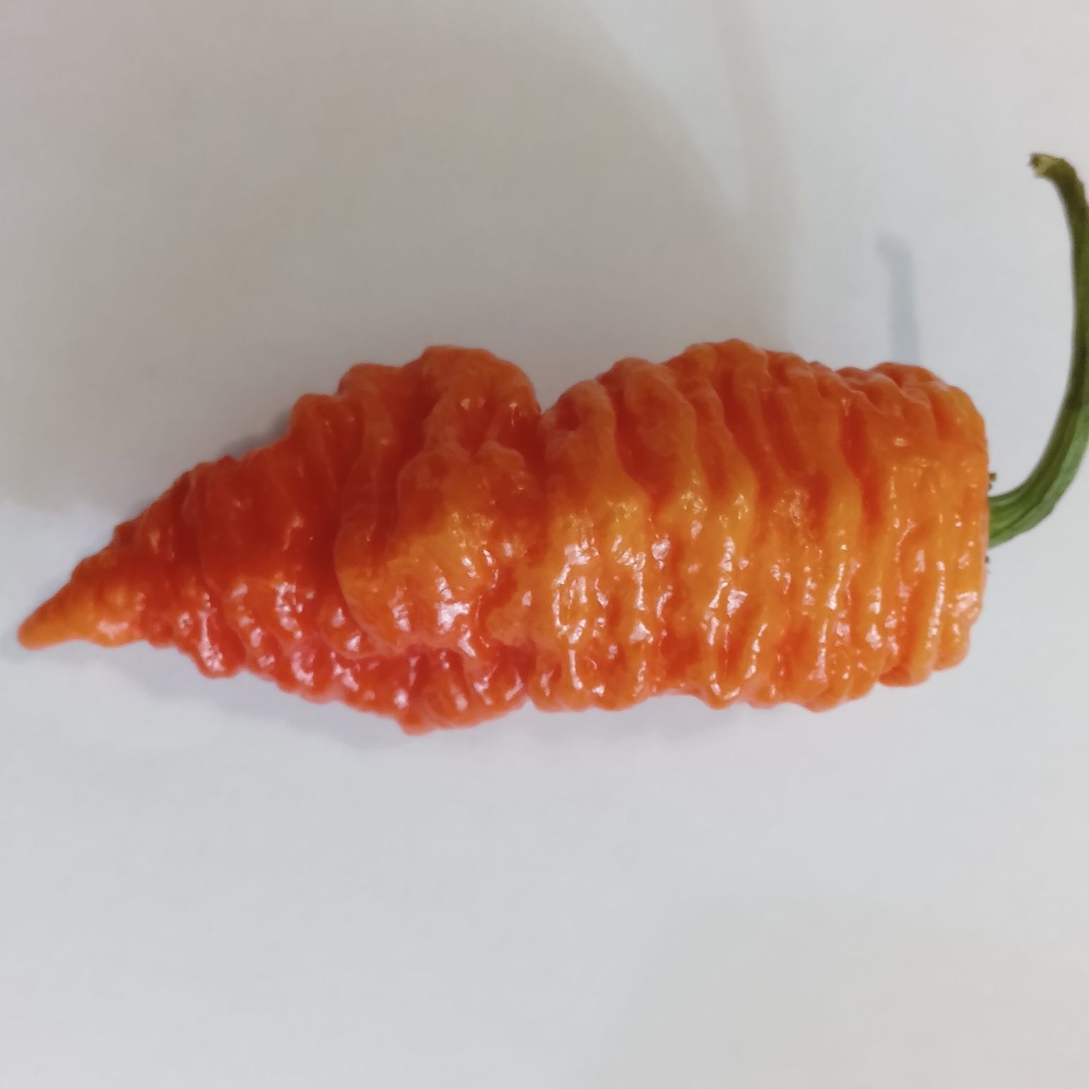 Vând praf de ardei iuți Carolina Reaper, Habanero, Moruga, BhutJolokia