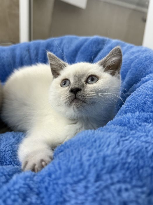 Femela, british shorthair, 3 luni carnet vaccin