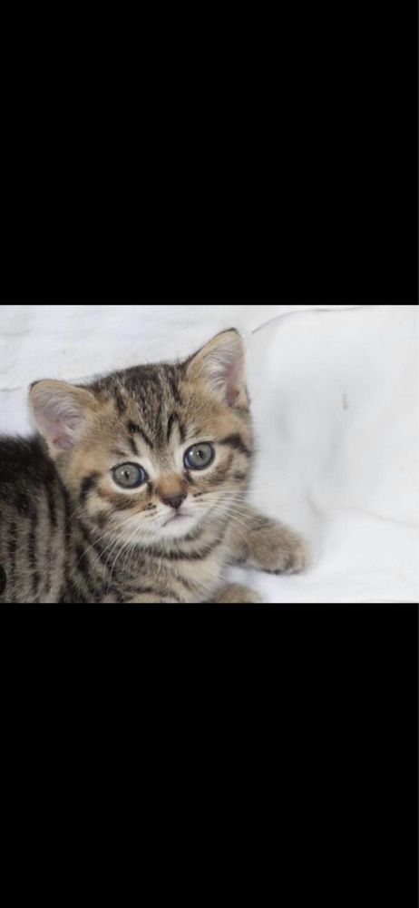 American shorthair