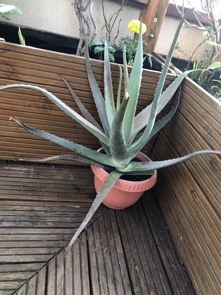 Vand aloe vera (frunze sau intreaga planta)