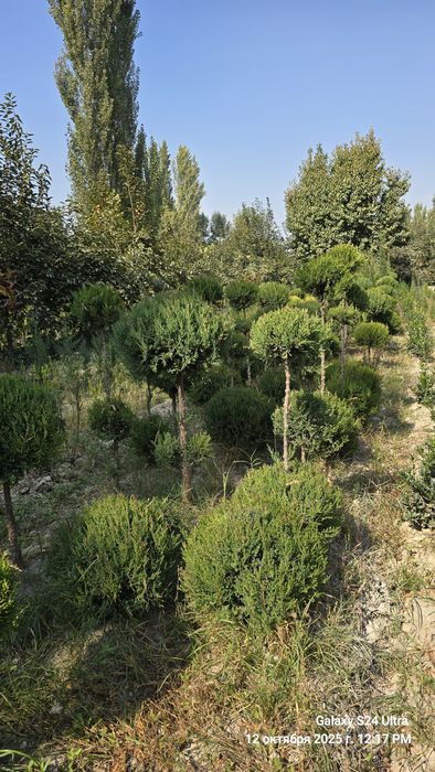 Чупа - чупс Можжевельник